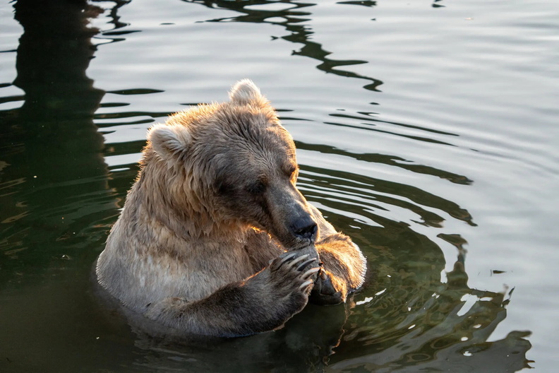 Brown Bear ‘Holly‘, Katmai National Park, Alaska, USA